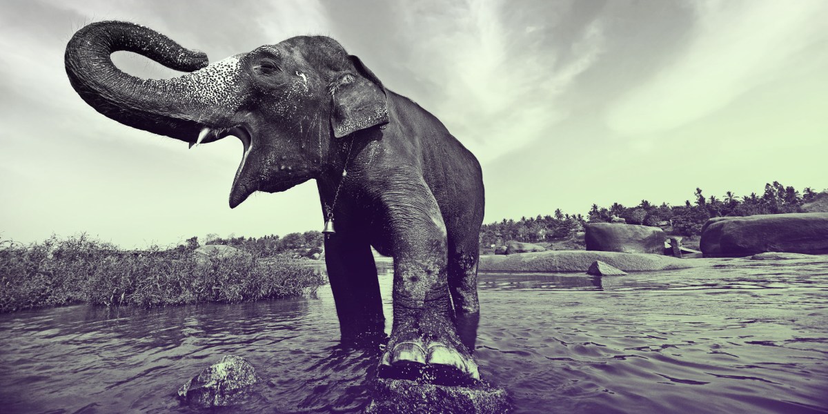 Elephant alert! AI warning systems aim to avoid deadly clashes