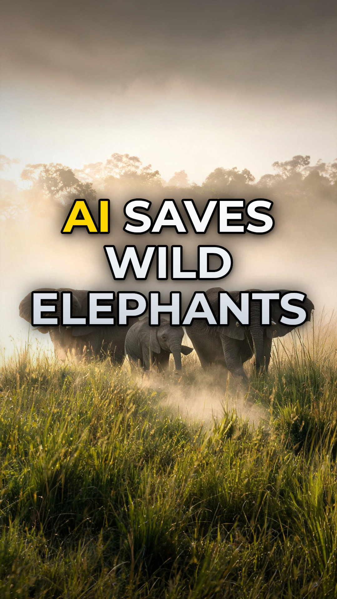 Elephant alert! AI warning systems aim to avoid deadly clashes