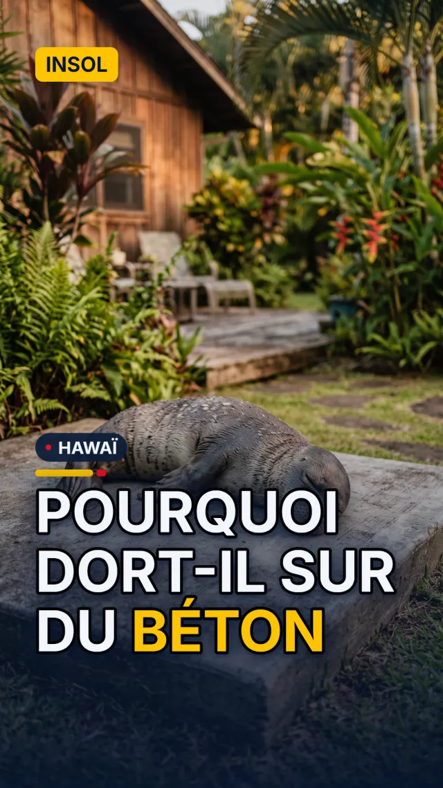 A Viral Hawaiian Monk Seal Changes The Conversation On Molokaʻi